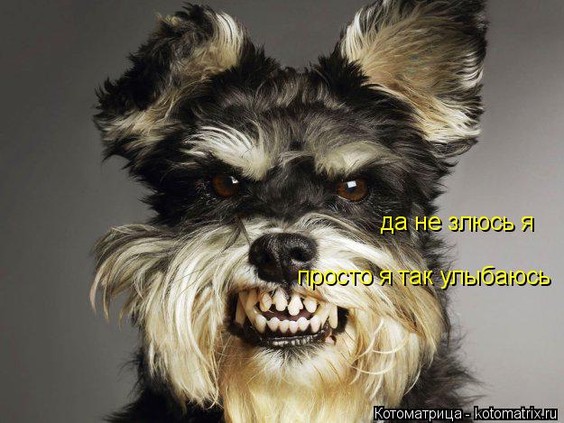 Котоматрица: да не злюсь я просто я так улыбаюсь