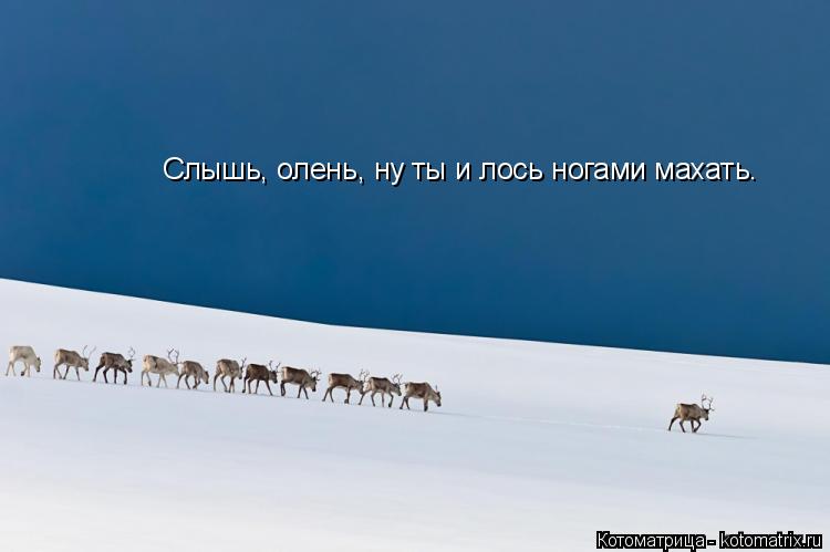 Котоматрица: Слышь, олень, ну ты и лось ногами махать.