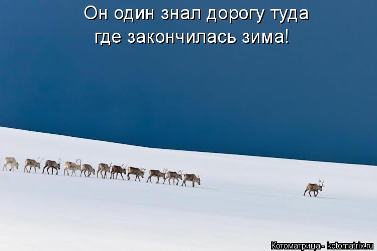 Котоматрица: Он один знал дорогу туда где закончилась зима!