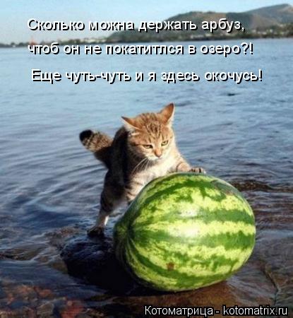 Сколько можна держать арбуз, чтоб он не покатитлся в озеро?! Еще чуть-чуть и я здесь окочусь!... Котоматрица: Сколько можна держать арбуз, чтоб он не покатитлся в озеро?! Еще чуть-чуть и я здесь окочусь!