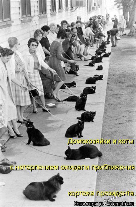 Домохозяйки и коты кортежа президента. с нетерпением ожидали приближения... Котоматрица: Домохозяйки и коты кортежа президента. с нетерпением ожидали приближения