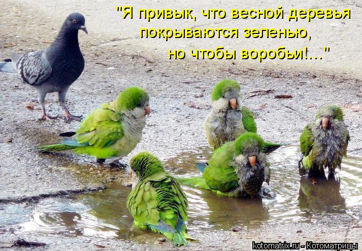 "Я привык, что весной деревья покрываются зеленью, но чтобы воробьи!…"... Котоматрица: "Я привык, что весной деревья покрываются зеленью, но чтобы воробьи!…"