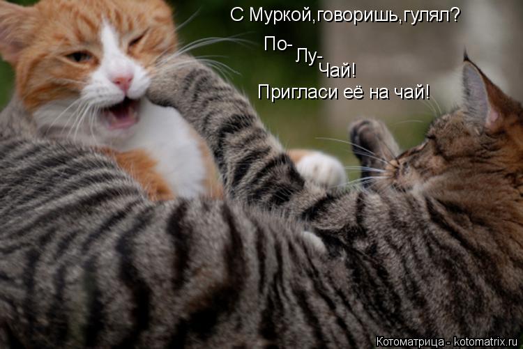 По- Лу- Чай! Пригласи её на чай! С Муркой,говоришь,гулял?... Котоматрица: По- Лу- Чай! Пригласи её на чай! С Муркой,говоришь,гулял?