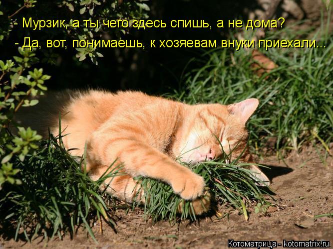 Котоматрица: - Мурзик, а ты чего здесь спишь, а не дома? - Да, вот, понимаешь, к хозяевам внуки приехали...