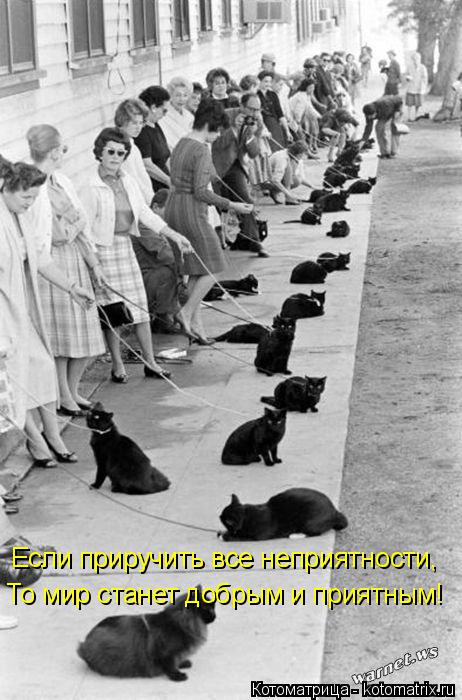 Если приручить все неприятности, То мир станет добрым и приятным!... Котоматрица: Если приручить все неприятности, То мир станет добрым и приятным!