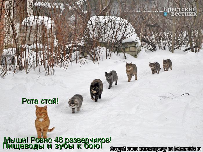 Рота стой! Мыши! Ровно 48 разведчиков! Пищеводы и зубы к бою!... Котоматрица: Рота стой! Мыши! Ровно 48 разведчиков! Пищеводы и зубы к бою!