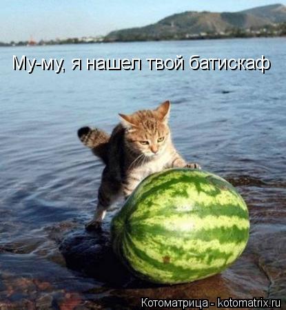 Котоматрица: Му-му, я нашел твой батискаф