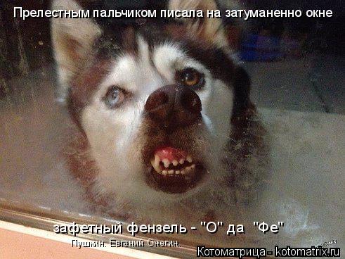 Прелестным пальчиком писала на затуманенно окне зафетный фензель - "О" да "Фе" Пушкин. Евгений Онеги... Котоматрица: Прелестным пальчиком писала на затуманенно окне зафетный фензель - "О" да "Фе" Пушкин. Евгений Онегин.