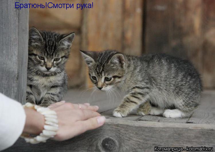 Братюнь!Смотри рука!... Котоматрица: Братюнь!Смотри рука!