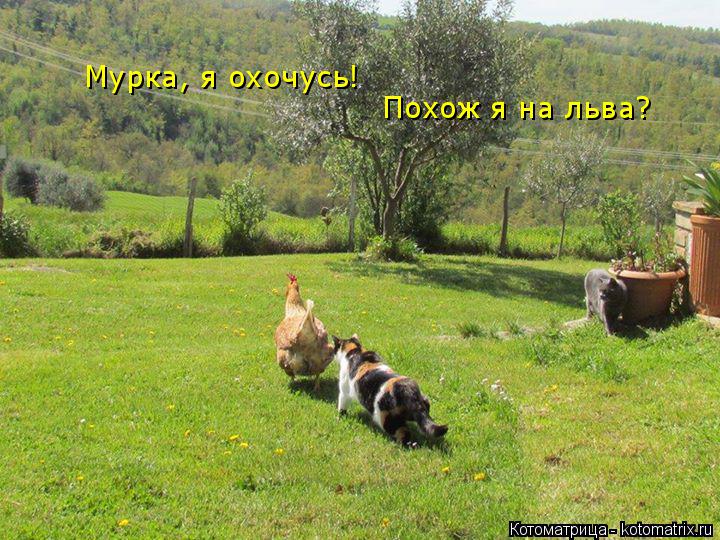 Мурка, я охочусь! Похож я на льва?... Котоматрица: Мурка, я охочусь! Похож я на льва?
