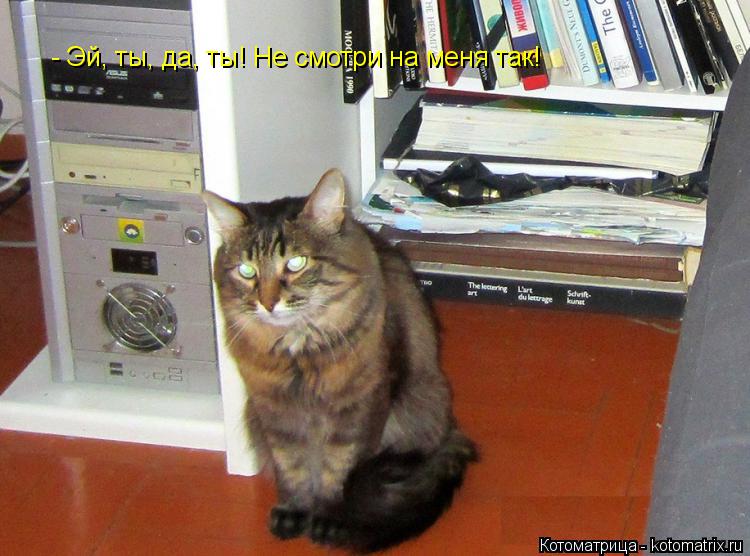 Котоматрица: - Эй, ты, да, ты! Не смотри на меня так!