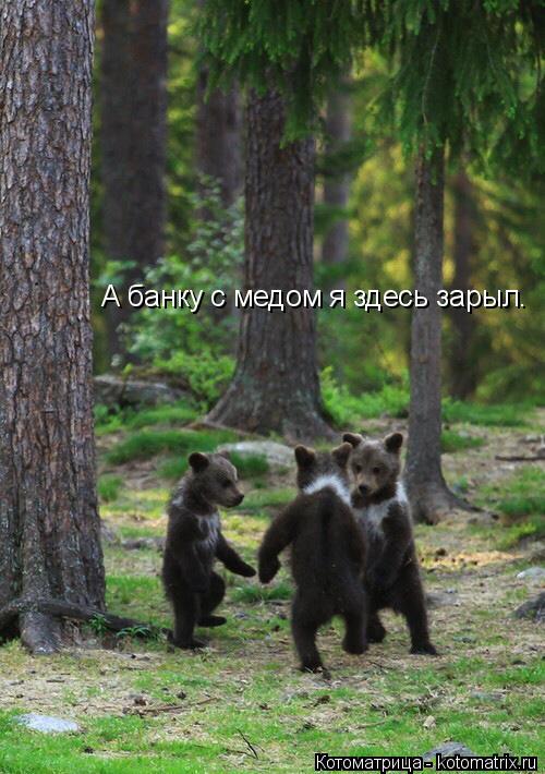 Котоматрица: А банку с медом я здесь зарыл.