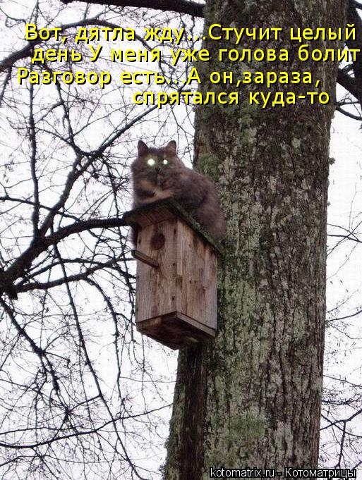 Котоматрица: Вот, дятла жду...Стучит целый день У меня уже голова болит Разговор есть...А он,зараза, спрятался куда-то
