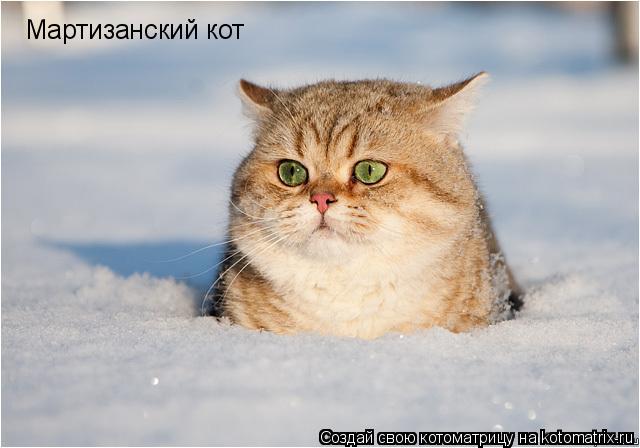 Котоматрица: Мартизанский кот