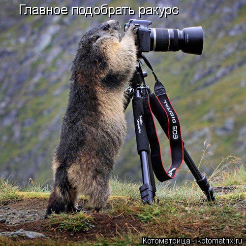 Котоматрица: Главное подобрать ракурс