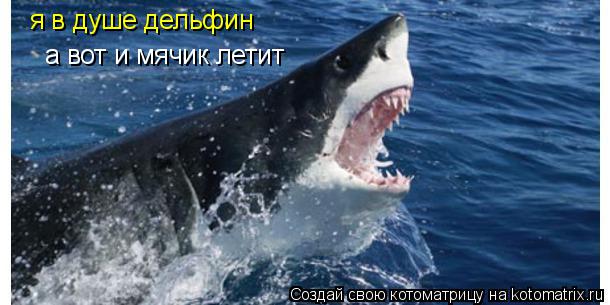 я в душе дельфин я в душе дельфин а вот и мячик летит а вот и мячик летит... Котоматрица: я в душе дельфин я в душе дельфин а вот и мячик летит а вот и мячик летит