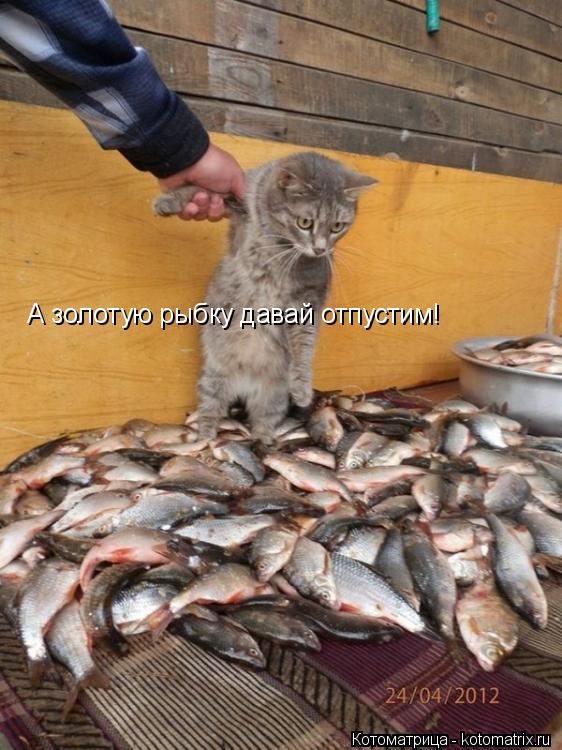 Котоматрица: А золотую рыбку давай отпустим!