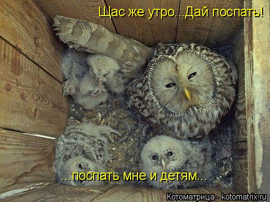 Щас же утро...Дай поспать! ...поспать мне и детям...... Котоматрица: Щас же утро...Дай поспать! ...поспать мне и детям...