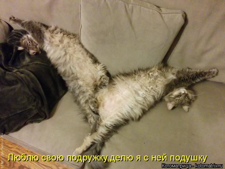Люблю свою подружку,делю я с ней подушку... Котоматрица: Люблю свою подружку,делю я с ней подушку