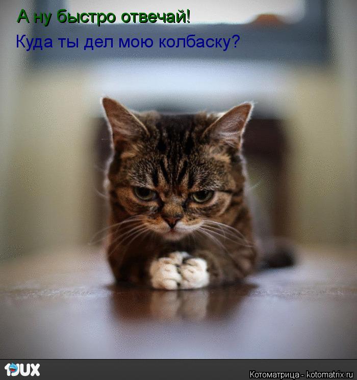 Котоматрица: А ну быстро отвечай! Куда ты дел мою колбаску?