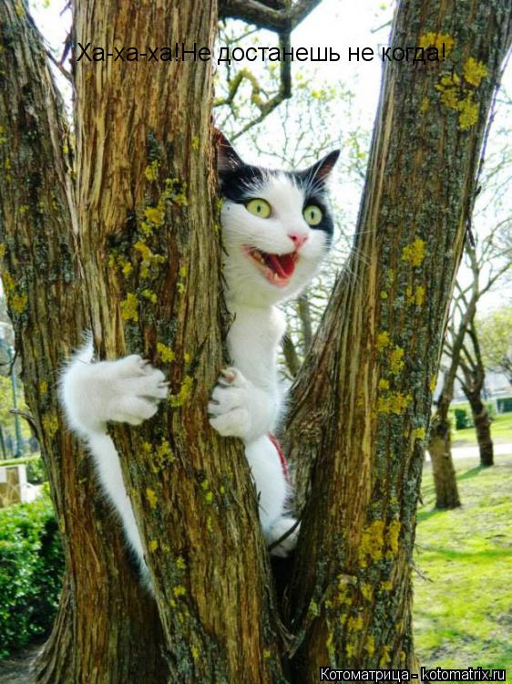 Котоматрица: Ха-ха-ха!Не достанешь не когда!