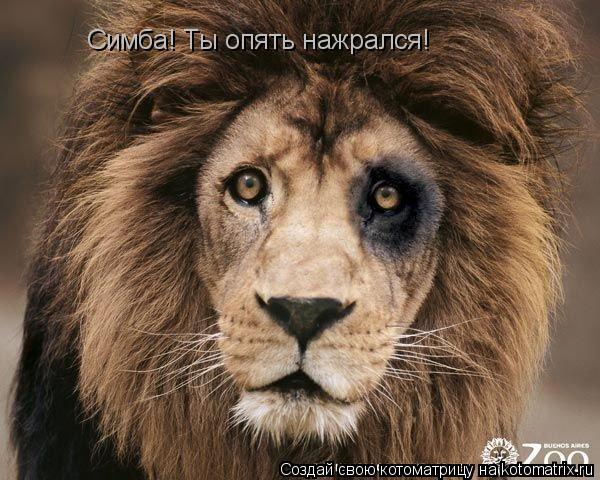 Симба! Ты опять нажрался!... Котоматрица: Симба! Ты опять нажрался!
