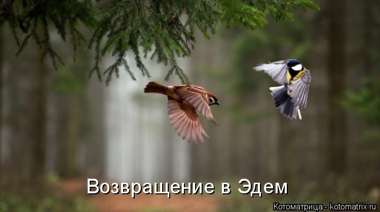 Возвращение в Эдем... Котоматрица: Возвращение в Эдем