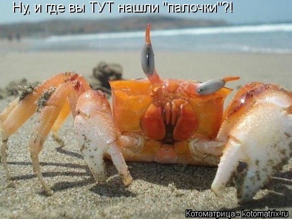 Котоматрица: Ну, и где вы ТУТ нашли "палочки"?!