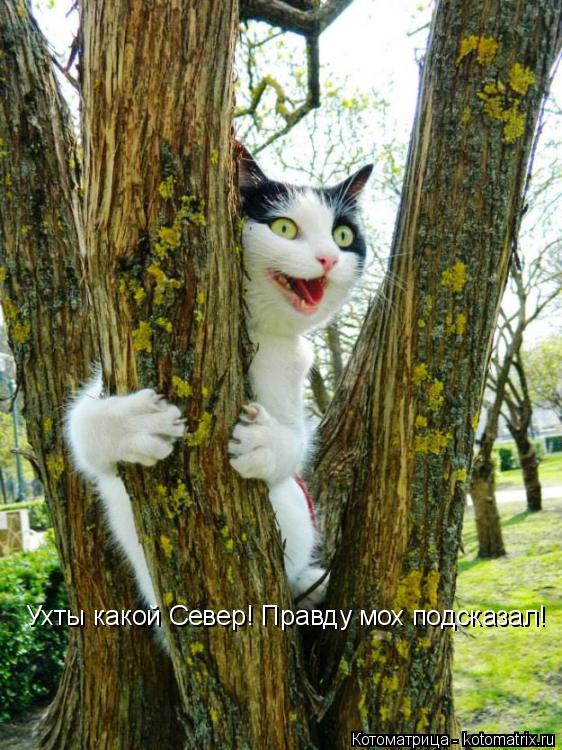 Котоматрица: Ухты какой Север! Правду мох подсказал!