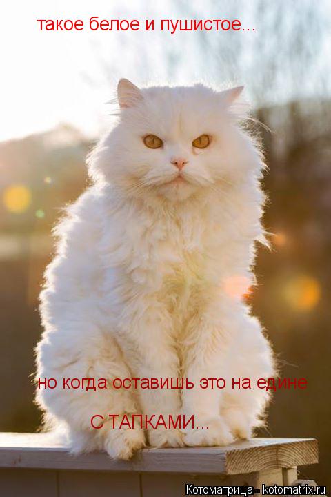 Котоматрица: такое белое и пушистое... но когда оставишь это на едине  С ТАПКАМИ...