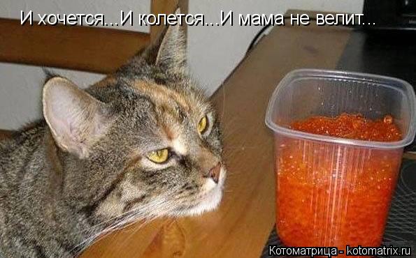 И хочется...И колется...И мама не велит...... Котоматрица: И хочется...И колется...И мама не велит...