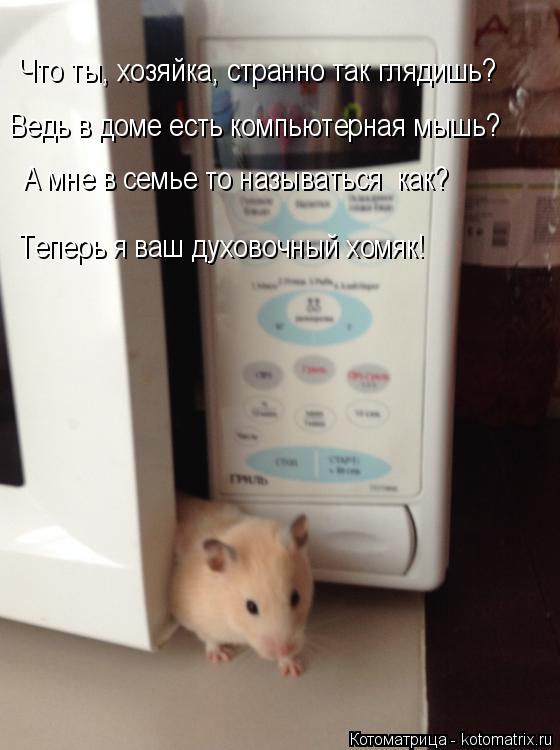 Котоматрица: Что ты, хозяйка, странно так глядишь? Ведь в доме есть компьютерная мышь? А мне в семье то называться  как? Теперь я ваш духовочный хомяк!