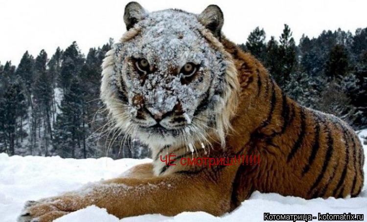 Котоматрица: ЧЁ смотриш!!!!!!!
