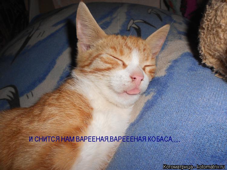 И СНИТСЯ НАМ ВАРЕЕНАЯ,ВАРЕЕЕНАЯ КОБАСА,,,,,... Котоматрица: И СНИТСЯ НАМ ВАРЕЕНАЯ,ВАРЕЕЕНАЯ КОБАСА,,,,,