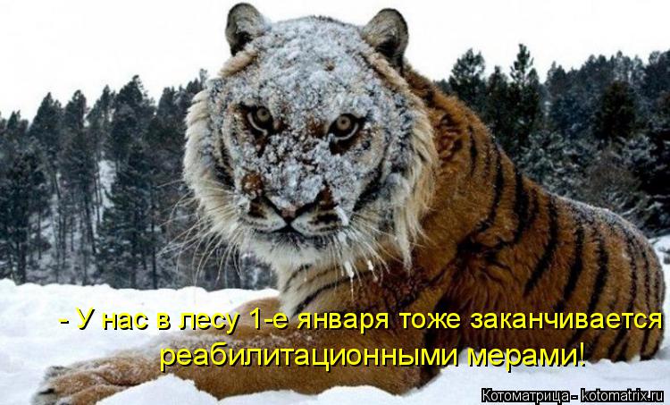 Котоматрица: - У нас в лесу 1-е января тоже заканчивается реабилитационными мерами!