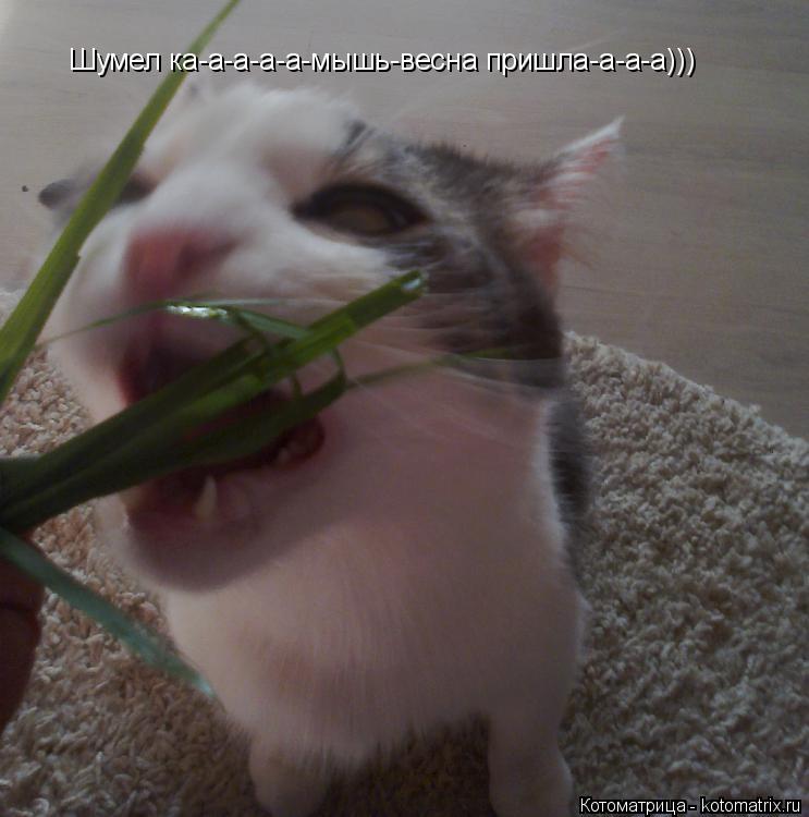 Котоматрица: Шумел ка-а-а-а-а-мышь-весна пришла-а-а-а)))