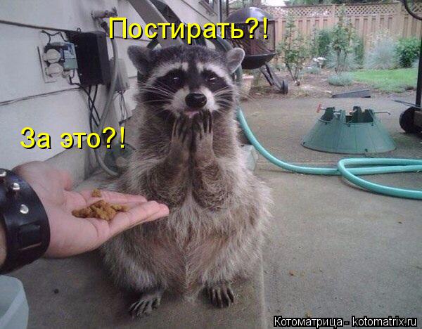 Котоматрица: За это?! Постирать?!