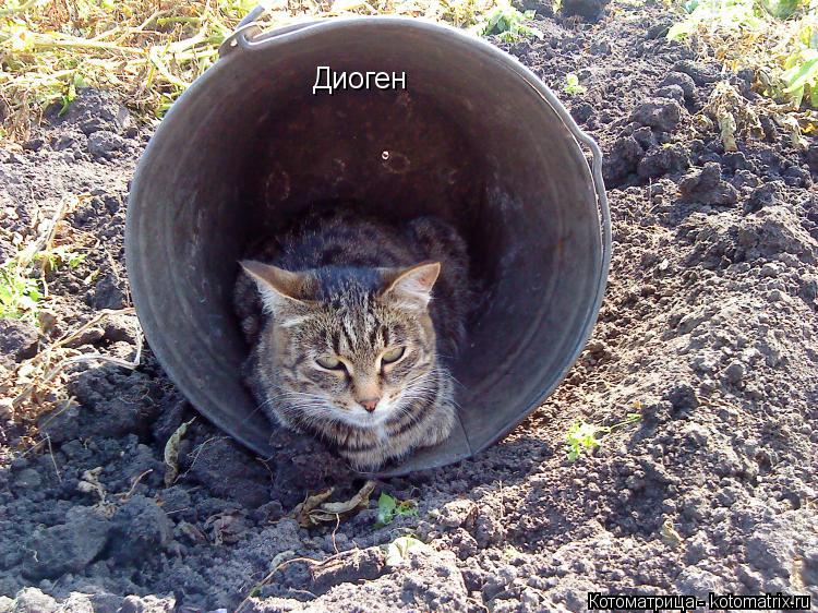 Котоматрица: Диоген