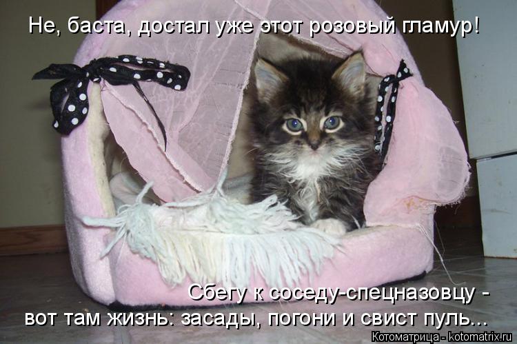 Котоматрица: Не, баста, достал уже этот розовый гламур! Сбегу к соседу-спецназовцу -  вот там жизнь: засады, погони и свист пуль...
