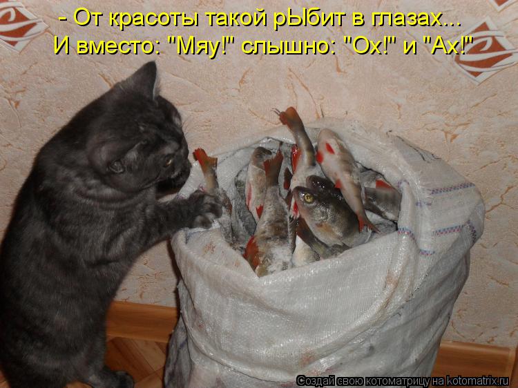 Котоматрица: - От красоты такой рЫбит в глазах... И вместо: "Мяу!" слышно: "Ох!" и "Ах!"