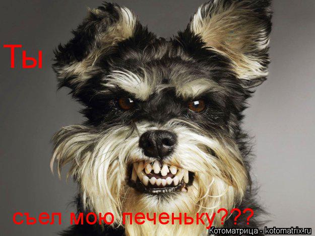Котоматрица: Ты съел мою печеньку???