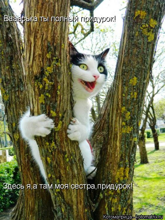 Котоматрица: Ваааська ты полный придурок! Здесь я,а там моя сестра,придурок!