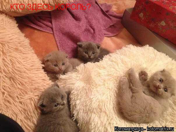КТО ЗДЕСЬ КОРОЛЬ?... Котоматрица: КТО ЗДЕСЬ КОРОЛЬ?