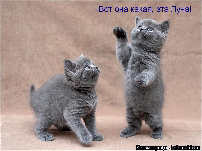 -Вот она какая, эта Луна!... Котоматрица: -Вот она какая, эта Луна!
