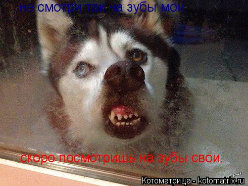 не смотри так на зубы мои, скоро посмотришь на зубы свои.... Котоматрица: не смотри так на зубы мои, скоро посмотришь на зубы свои.