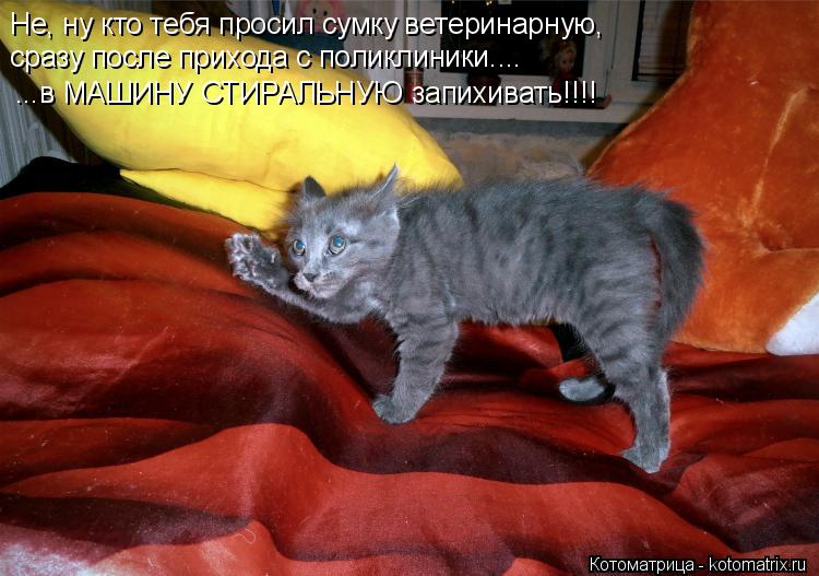 Котоматрица: Не, ну кто тебя просил сумку ветеринарную, сразу после прихода с поликлиники.... ...в МАШИНУ СТИРАЛЬНУЮ запихивать!!!!