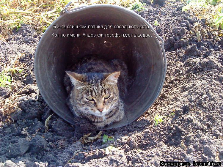 Котоматрица: Бочка слишком велика для соседского кота Кот по имени Андрэ философствует в ведре.