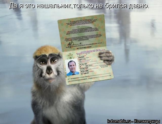 Котоматрица: Да я это нашальник,только не брился давно.