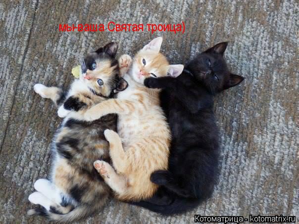 Котоматрица: мы-ваша Святая троица)