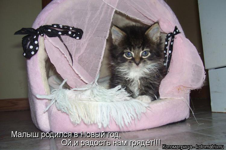 Котоматрица: Малыш родился в Новый год, Ой,и радость нам грядёт!!!